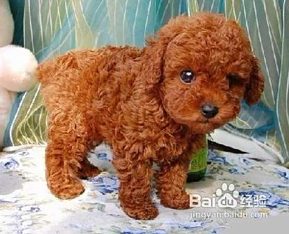 怎样与泰迪犬建立深厚的感情