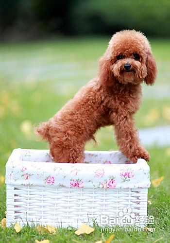 泰迪犬选购四大要点