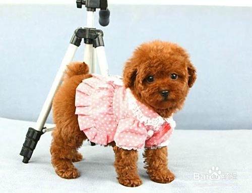 泰迪犬如何训练