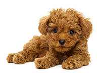 泰迪犬幼犬所应注射的疫苗