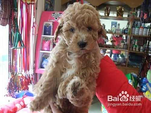 训练宠物泰迪犬紧跟主人身侧的有效方法