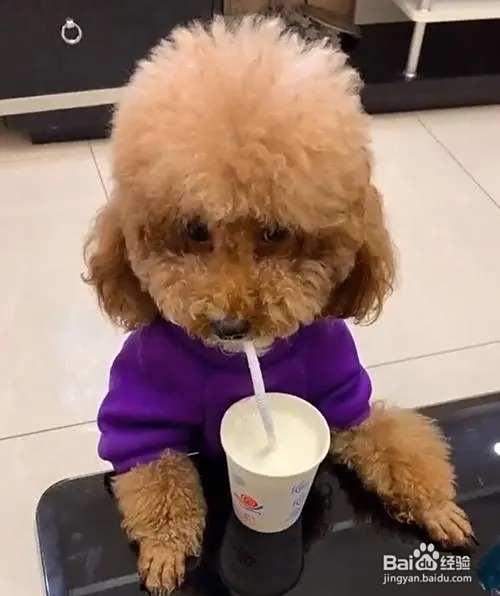 泰迪犬的饲养方法
