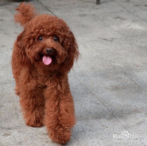 泰迪犬怀孕有什么症状