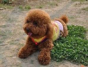 泰迪犬的饲养方法#校园分享#