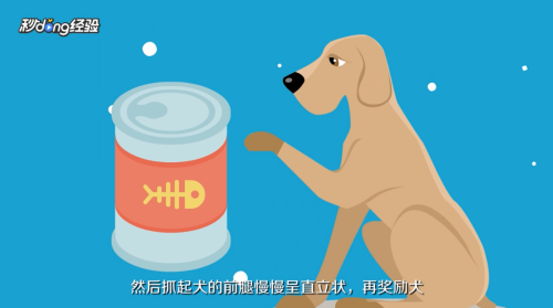 怎样训练泰迪犬