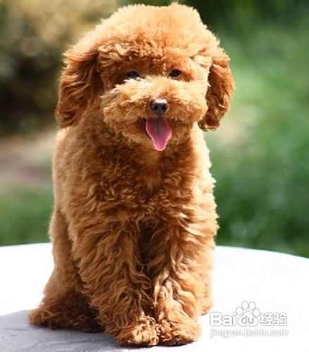 泰迪犬的日常护理