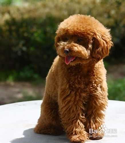 泰迪犬的日常护理