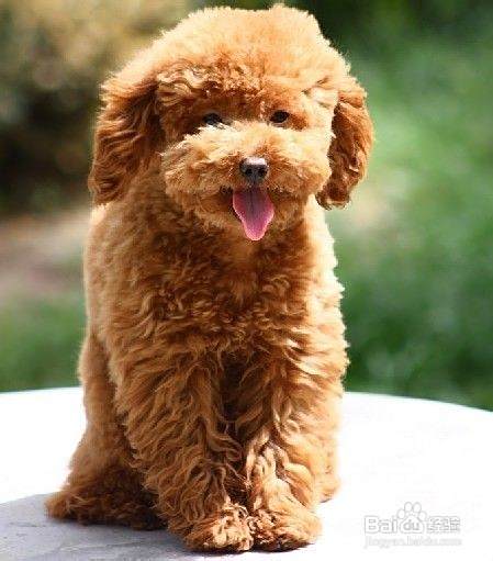 养泰迪犬的注意事项