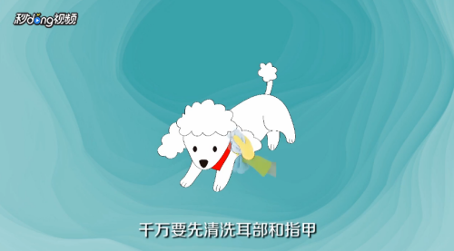 泰迪犬怎么美容