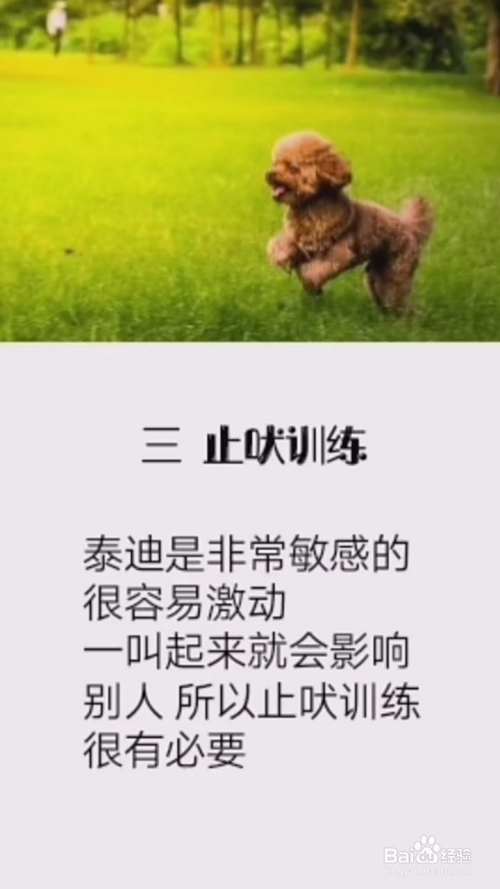 如何正确养泰迪犬