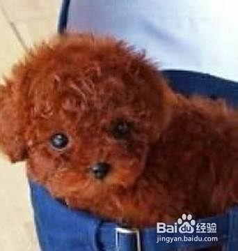 泰迪犬的饮食注意