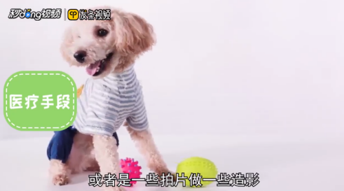 泰迪犬为什么爱呕吐