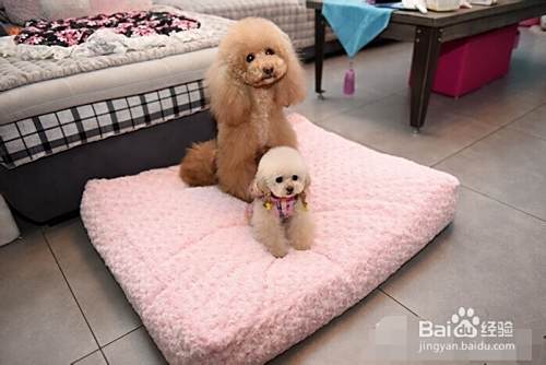 如何挑选漂亮的泰迪犬