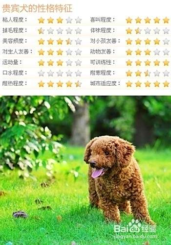 怎样选购泰迪犬