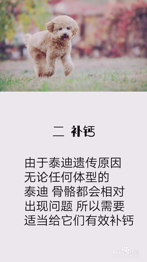 如何正确养泰迪犬