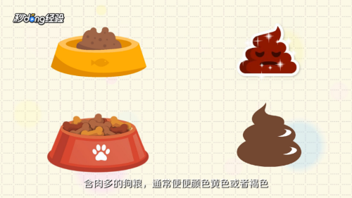 如何正确饲养泰迪犬