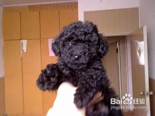 泰迪犬的肥胖隐患