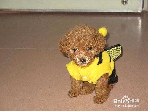 泰迪犬怎样训练坐下