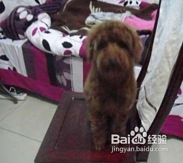 泰迪犬发情期时教你五个护理的方法