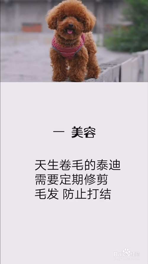 如何正确养泰迪犬