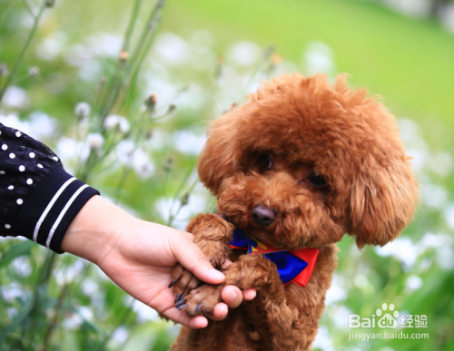 泰迪犬流眼泪什么原因