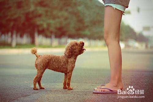 如何养好泰迪狗 怎么养好泰迪犬 泰迪怎么养
