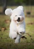 判断贵宾犬与泰迪犬的经验与技巧