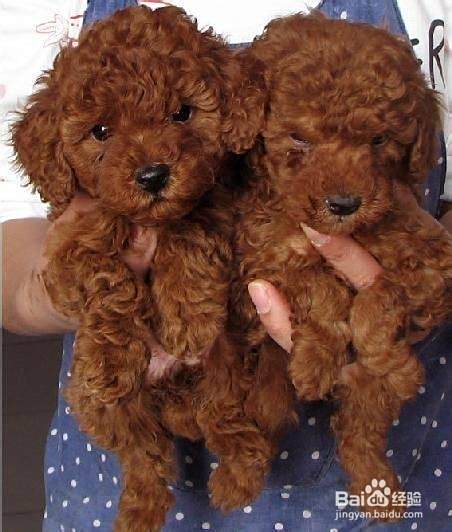 泰迪犬怎么养