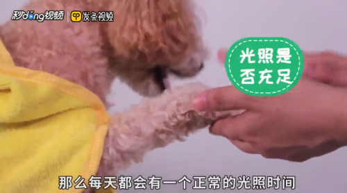 泰迪犬毛色变浅怎么办