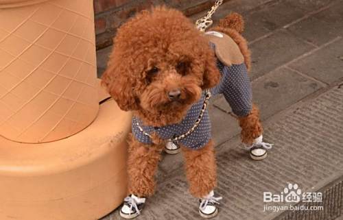 如何判断泰迪犬抑郁了