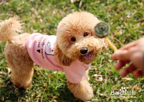 泰迪狗如何喂养 泰迪犬怎么喂养