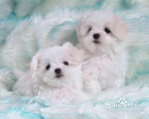 简单介绍比熊犬和泰迪犬