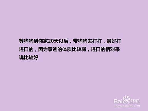 怎么“养护”泰迪犬？