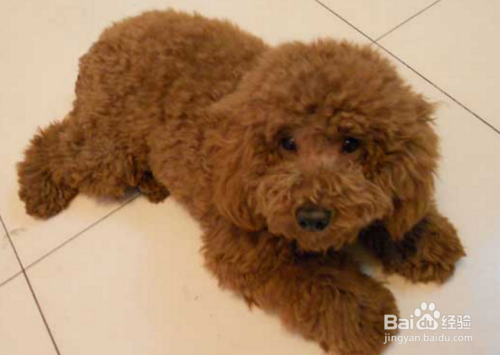 泰迪犬怎么训练