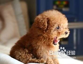 春季泰迪犬养护的要点与窍门