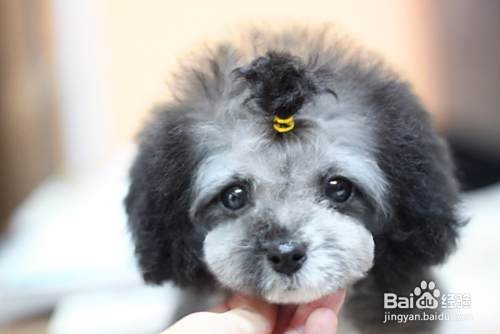 如何养好泰迪狗 怎么养好泰迪犬 泰迪怎么养