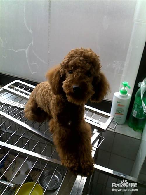 泰迪犬怎么训练，训练2个月大的泰迪犬