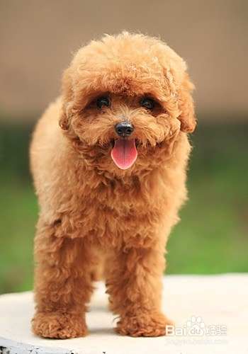 泰迪犬的饲养方法?