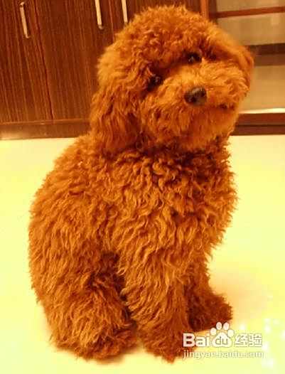 泰迪犬的种类价格