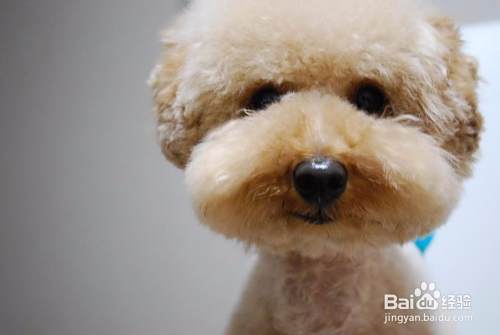 泰迪犬怎么训练大小便