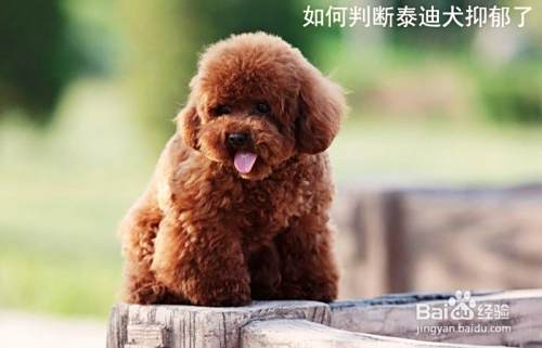 如何判断泰迪犬抑郁了