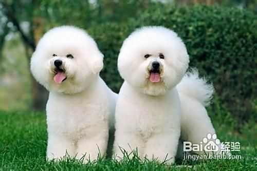 简单介绍比熊犬和泰迪犬