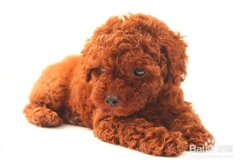泰迪犬怎么训练