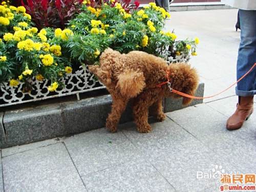 怎么训练泰迪犬上厕所