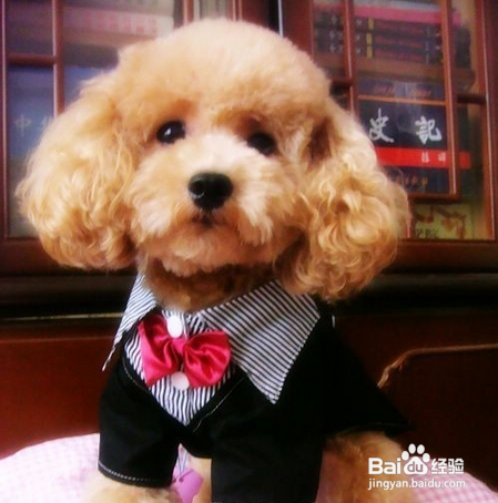 泰迪犬不吃饭怎么办呢