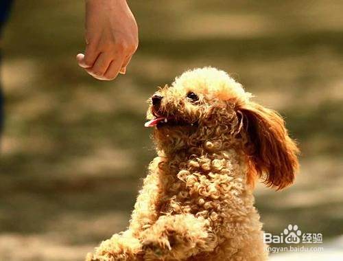 泰迪犬如何训练