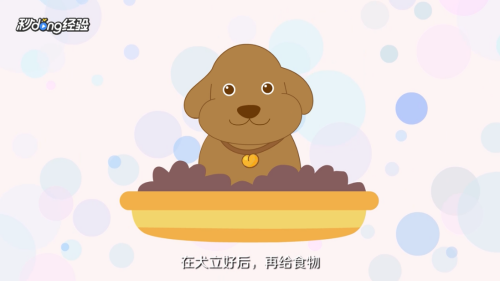 怎样训练泰迪犬