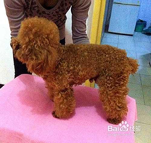 注意电线对泰迪犬产生的四种危险