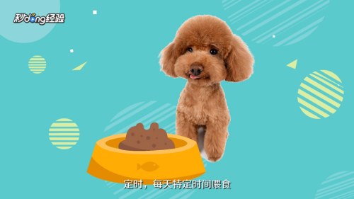 如何正确饲养泰迪犬