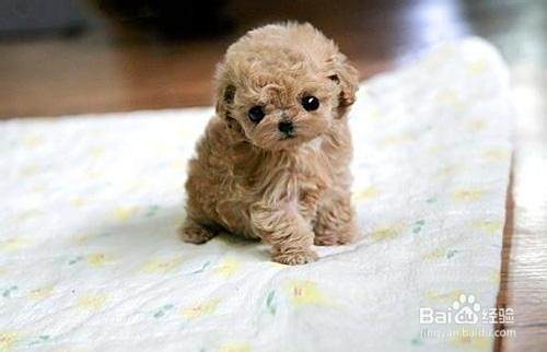 泰迪犬如何训练